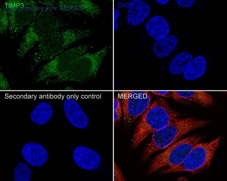 HUABIO HA750950 image 2