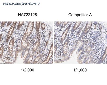 HUABIO HA750952 image 2