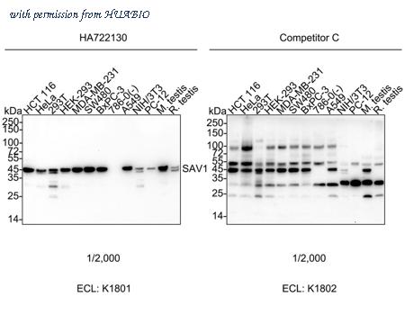 HUABIO HA750954 image 1