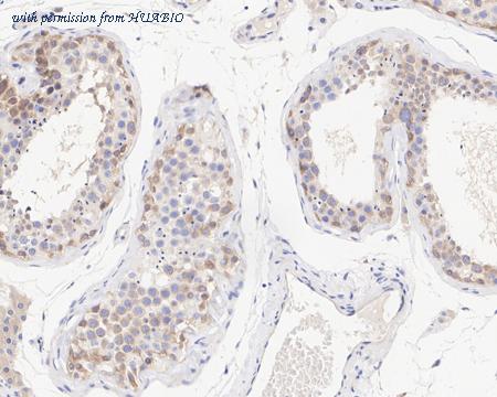 HUABIO HA750954 image 3