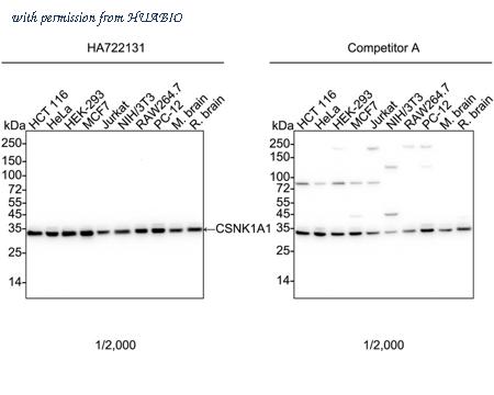 HUABIO HA750955 image 1