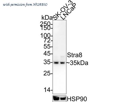 HUABIO HA750962 image 1