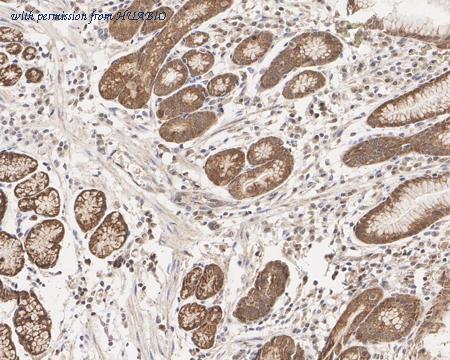 HUABIO HA750964 image 3