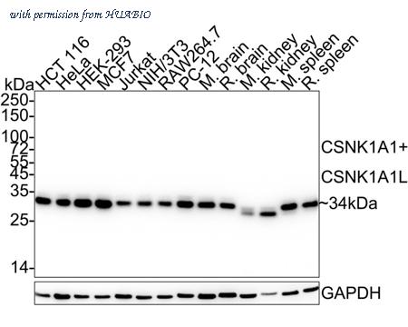 HUABIO HA750965 image 1