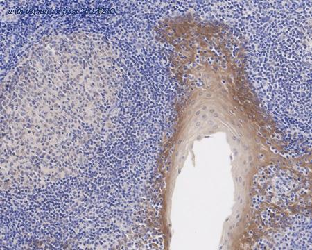 HUABIO HA750965 image 3