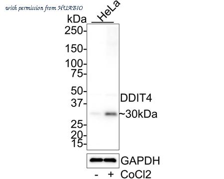 HUABIO HA750969 image 1