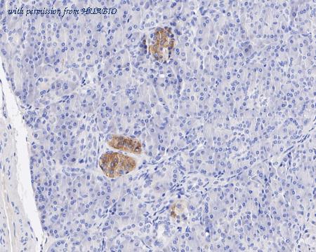 HUABIO HA750970 image 2