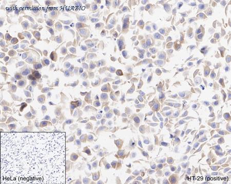 HUABIO HA750972 image 2