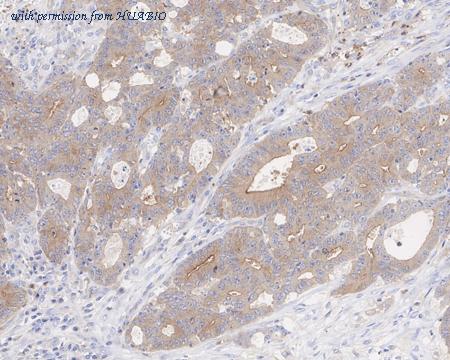 HUABIO HA750972 image 3