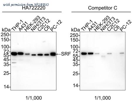 HUABIO HA750979 image 1