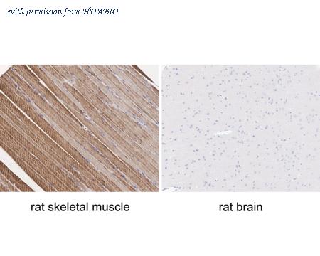 HUABIO HA750985 image 3