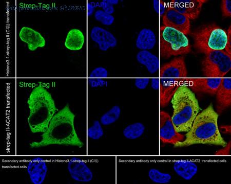 HUABIO HA750986 image 2