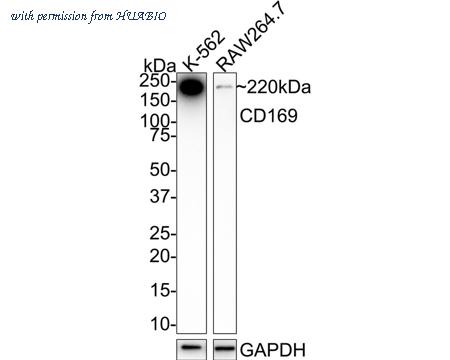 HUABIO HA750992 image 1
