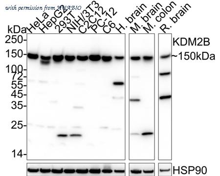 HUABIO HA750997 image 1