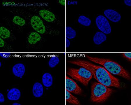 HUABIO HA750997 image 2