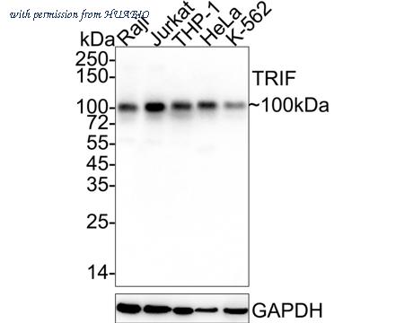 HUABIO HA750998 image 1