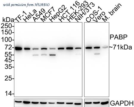 HUABIO HA751010 image 1