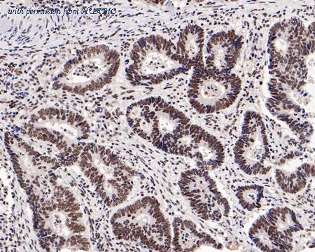 HUABIO HA751014 image 1