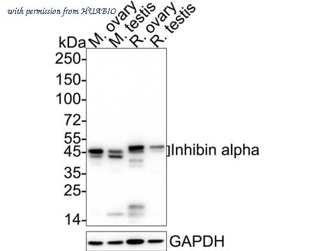 HUABIO HA751016 image 1