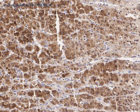 HUABIO HA751016 image 2