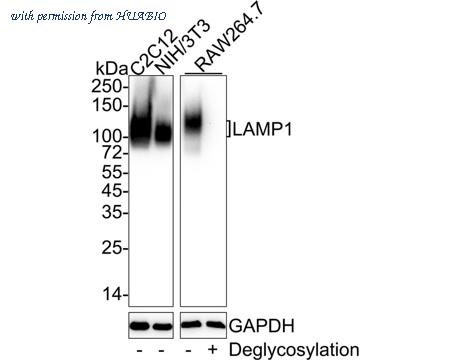 HUABIO HA751017 image 1