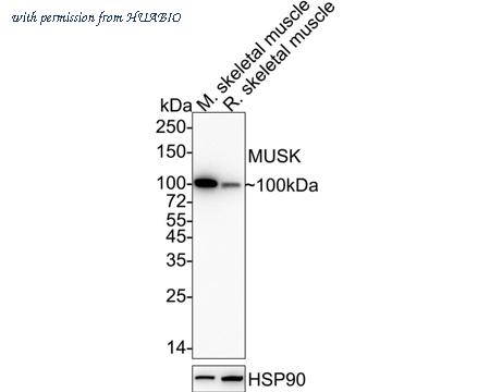 HUABIO HA751022 image 1