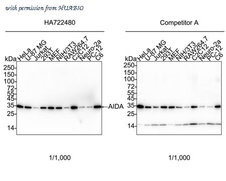 HUABIO HA751029 image 1