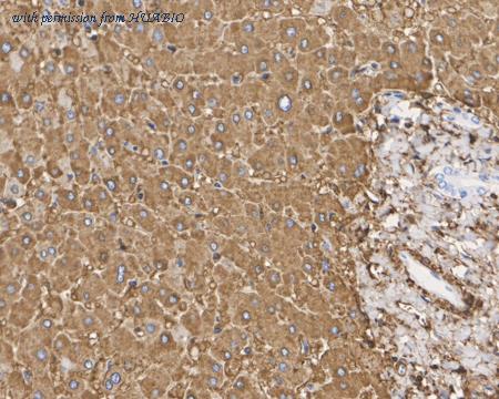 HUABIO HA751030 image 3