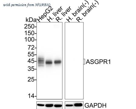 HUABIO HA751041 image 1