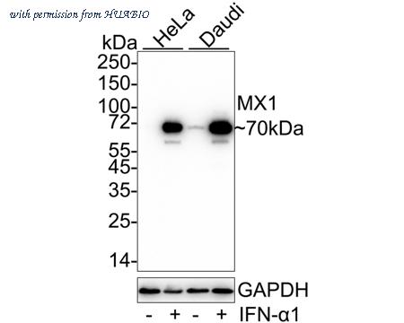 HUABIO HA751043 image 1