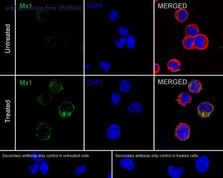 HUABIO HA751043 image 2