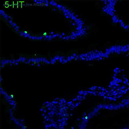 HUABIO HA751044 image 2