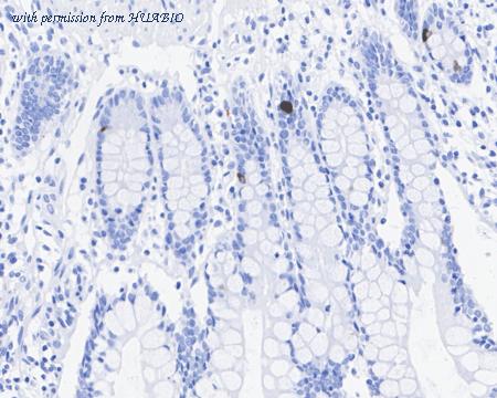 HUABIO HA751045 image 3