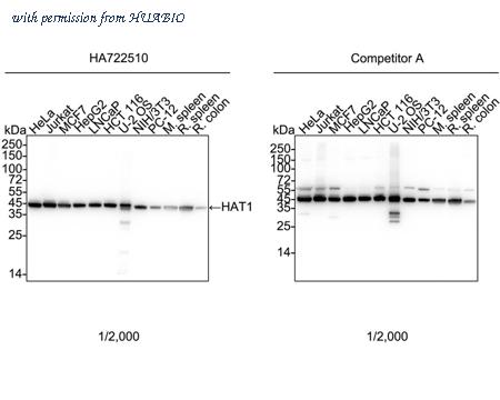 HUABIO HA751051 image 1