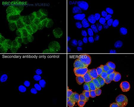 HUABIO HA751053 image 2