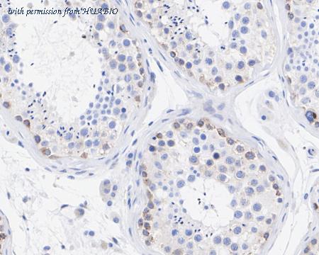 HUABIO HA751055 image 2