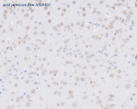 HUABIO HA751055 image 3