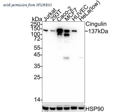 HUABIO HA751057 image 1