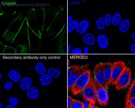 HUABIO HA751057 image 2