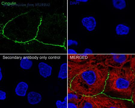 HUABIO HA751057 image 3