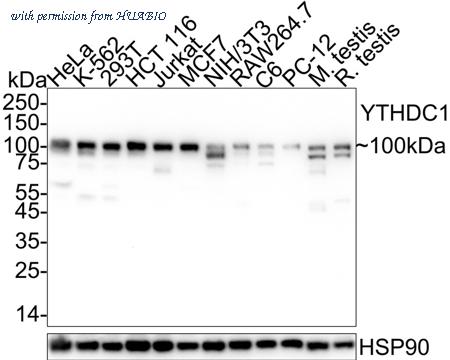 HUABIO HA751064 image 1