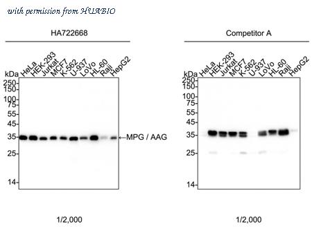 HUABIO HA751073 image 1