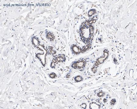 HUABIO HA751073 image 2