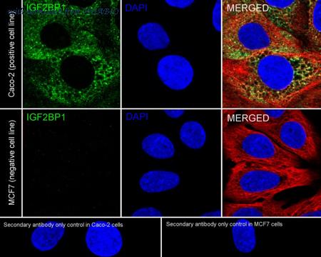 HUABIO HA751076 image 2