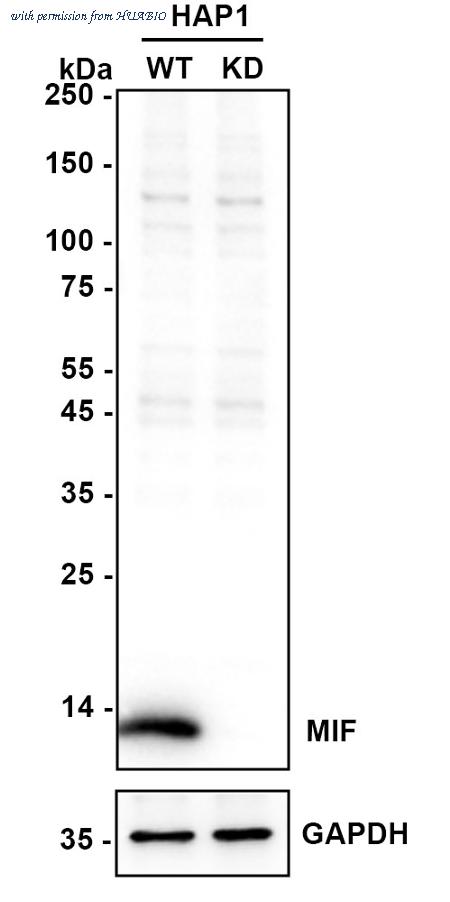 HUABIO HA751079 image 3