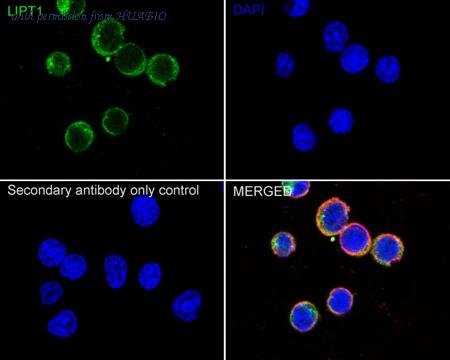 HUABIO HA751082 image 2