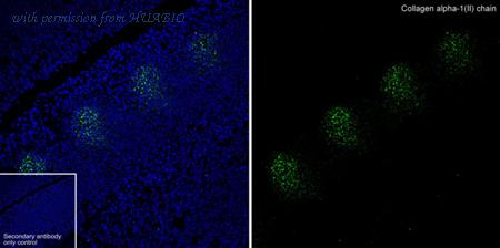 HUABIO HA751090 image 1