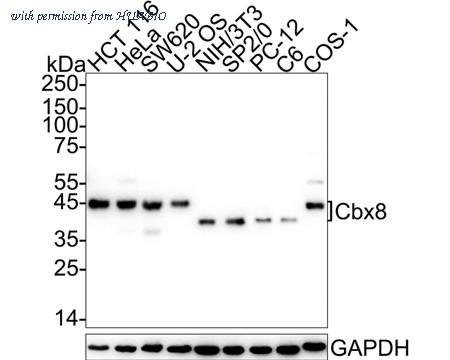 HUABIO HA751091 image 1