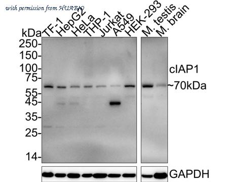 HUABIO HA751101 image 1