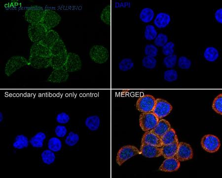 HUABIO HA751101 image 2